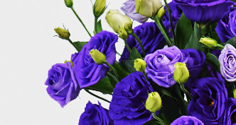 Lisianthus