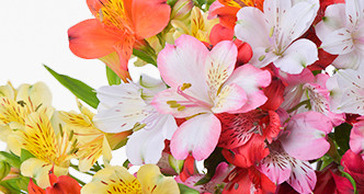 Alstroemeria