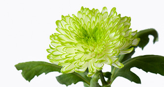 Standard Chrysanthemum