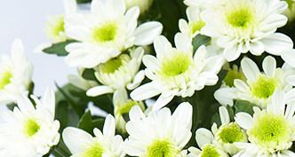 Spray Chrysanthemum