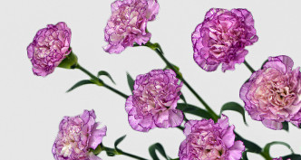Standard Carnation