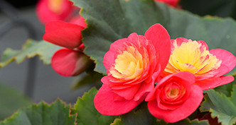 Begonia