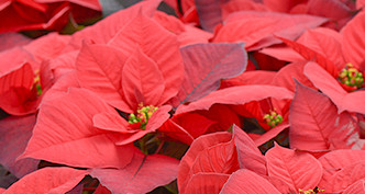 Poinsettia