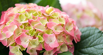 Hydrangea