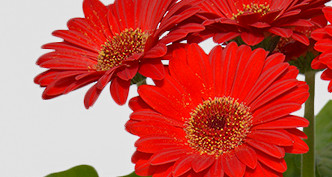 Gerbera