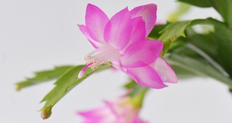 Schlumbergera