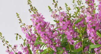 Angelonia