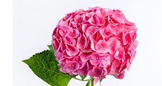 Cut Hydrangea