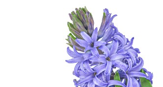 Hyacinth