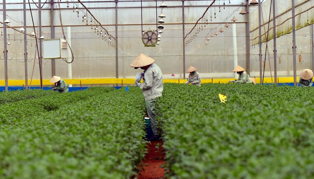 First harvest at new Lam Ha farm