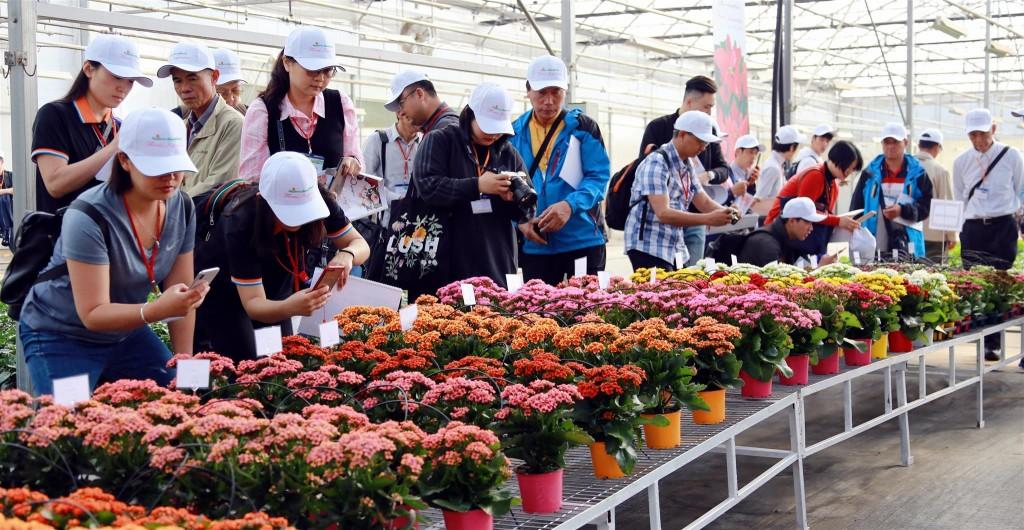 Dalat Hasfarm lần đầu tiên tổ chức Floral Inspirations (ngày hội giới thiệu giống hoa chậu mới tới khách hàng quốc tế)