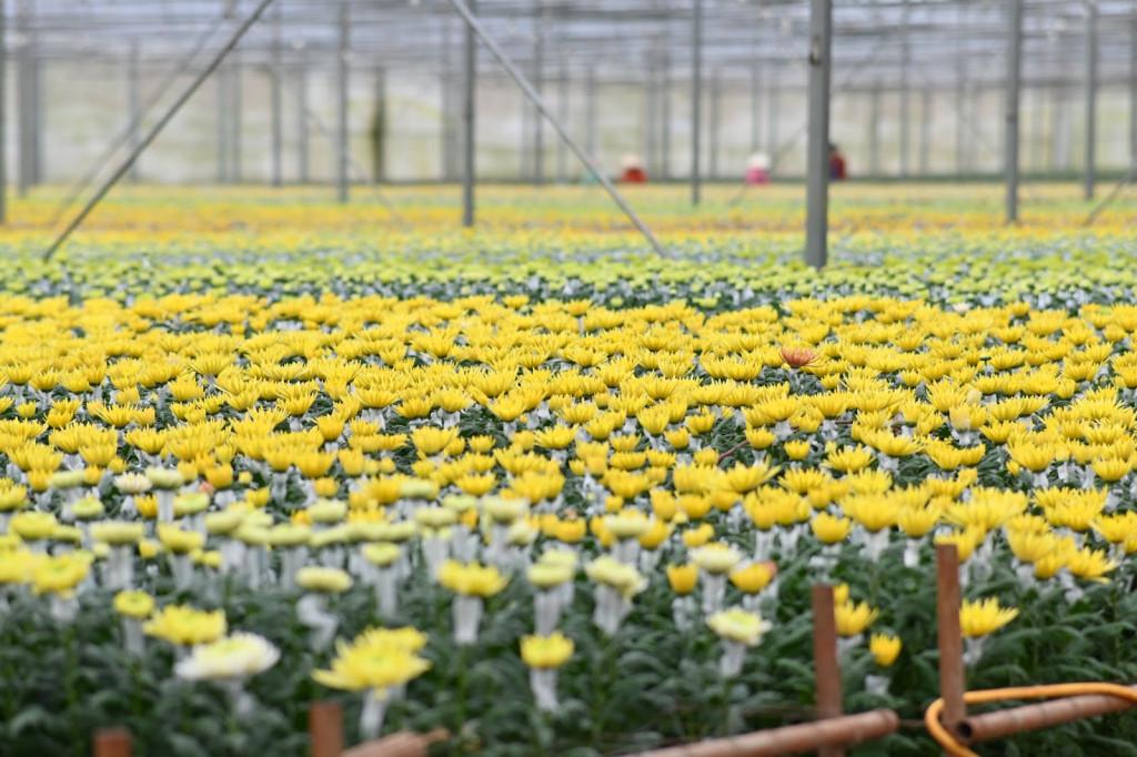 Dalat Hasfarm và phát triển nông nghiệp bền vững