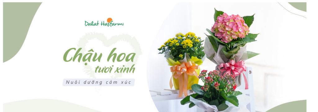 Hoa chậu - Mảng xanh cho gia đình