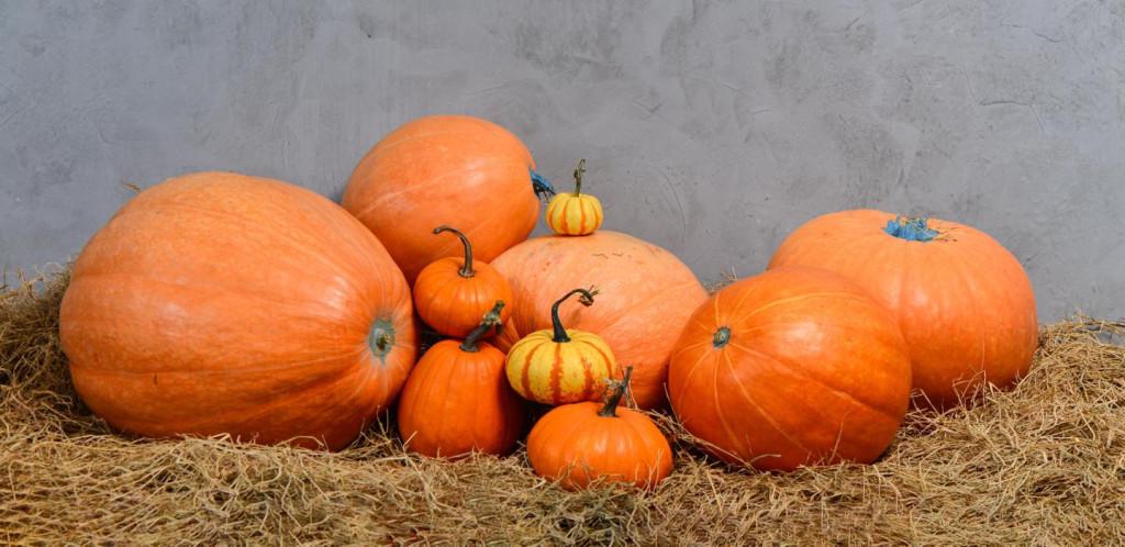 Tạo xu hướng trang trí Halloween bằng Pumpkin - Bí Ngô