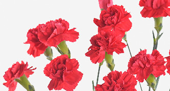 Cẩm Chướng Nhánh