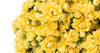 Sống Đời Cắt Cành