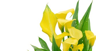 Calla Lily
