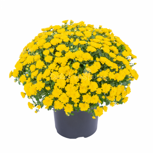 Cúc Hoàn Cầu Lớn - Dito Yellow