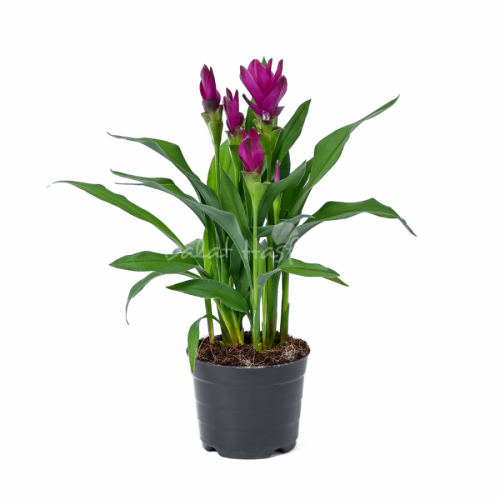 Alismatifolia Sublime