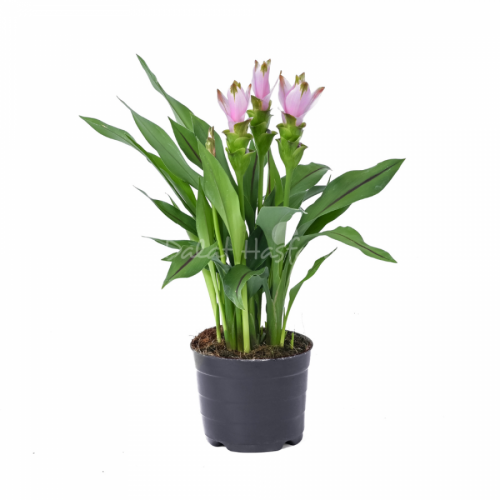Alismatifolia Swing
