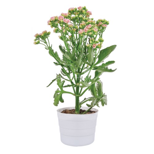 Sống đời Ánh Dương - Sunny Pink